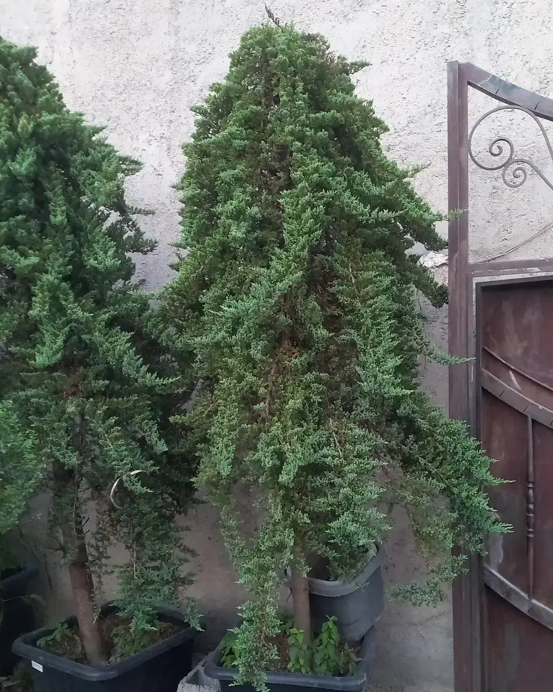 ( کاج ستاره ای ) لوکس نهال درخت|گل و گیاه طبیعی|تهران, ترمینال غرب|دیوار
