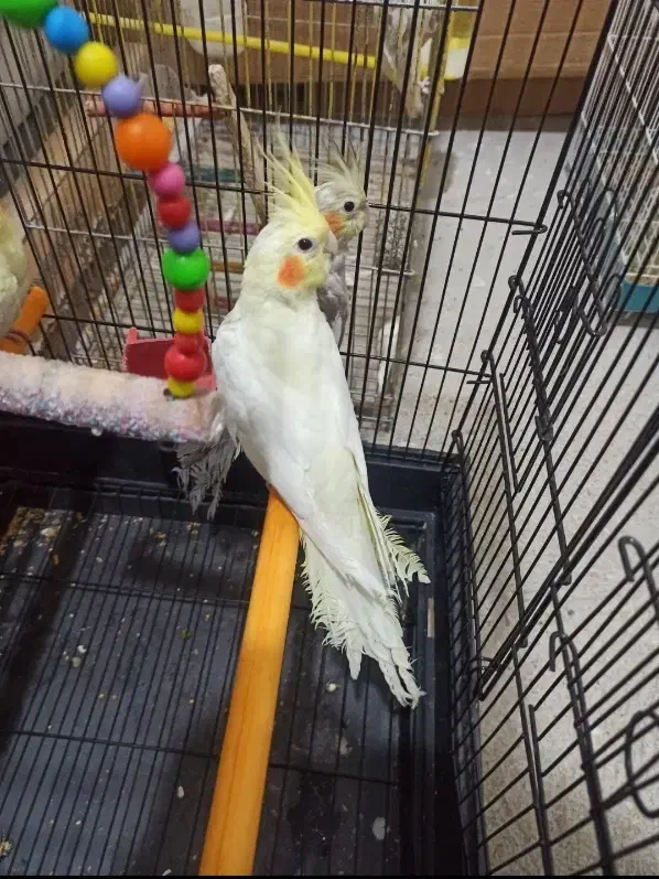 جفت عروس هلندی  اهلی سالم|پرنده|تبریز, |دیوار