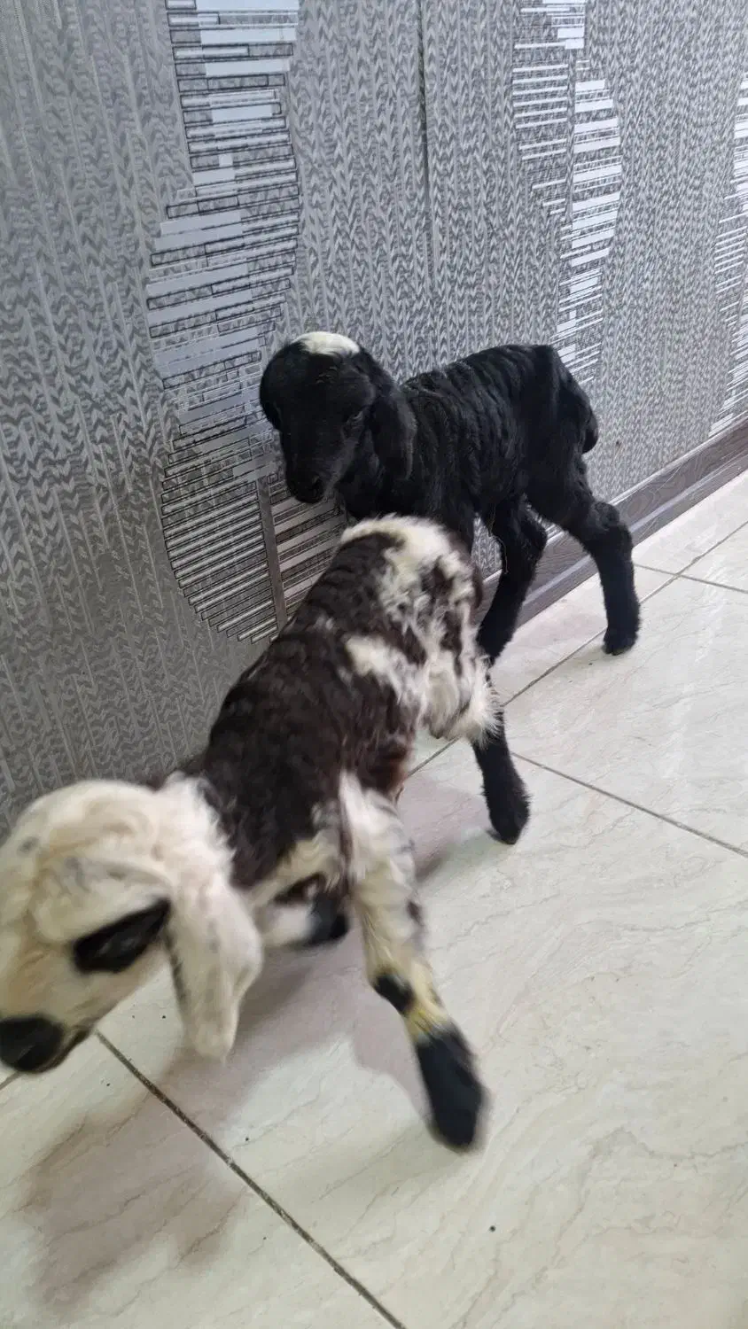 بزدوقلو زا بادوتا کهره و دوعدد بره شیری|حیوانات مزرعه|کرمان, |دیوار