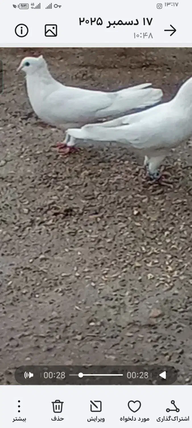 کبوتر|پرنده|یاسوج, |دیوار