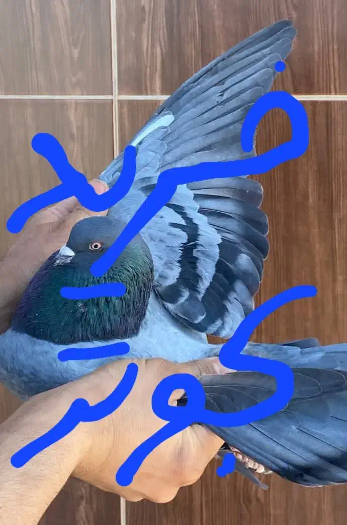 کبوتر|پرنده|قشم, |دیوار