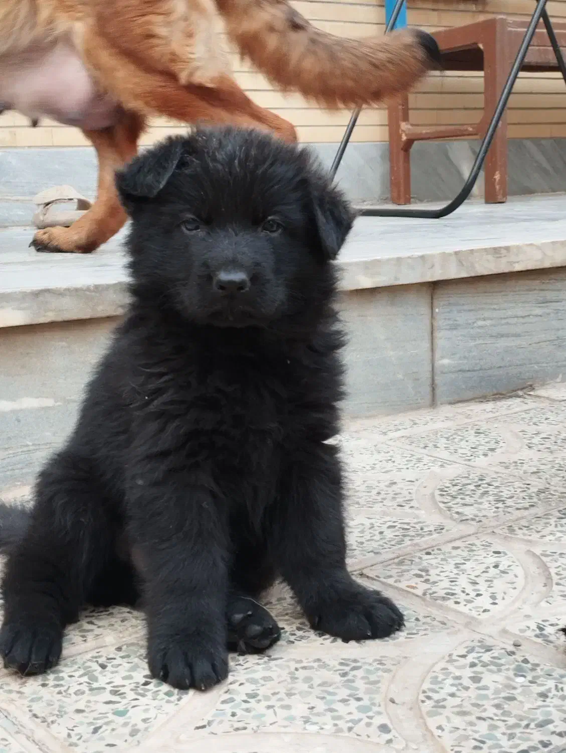 توله ژرمن|سگ|اصفهان, بهارستان|دیوار