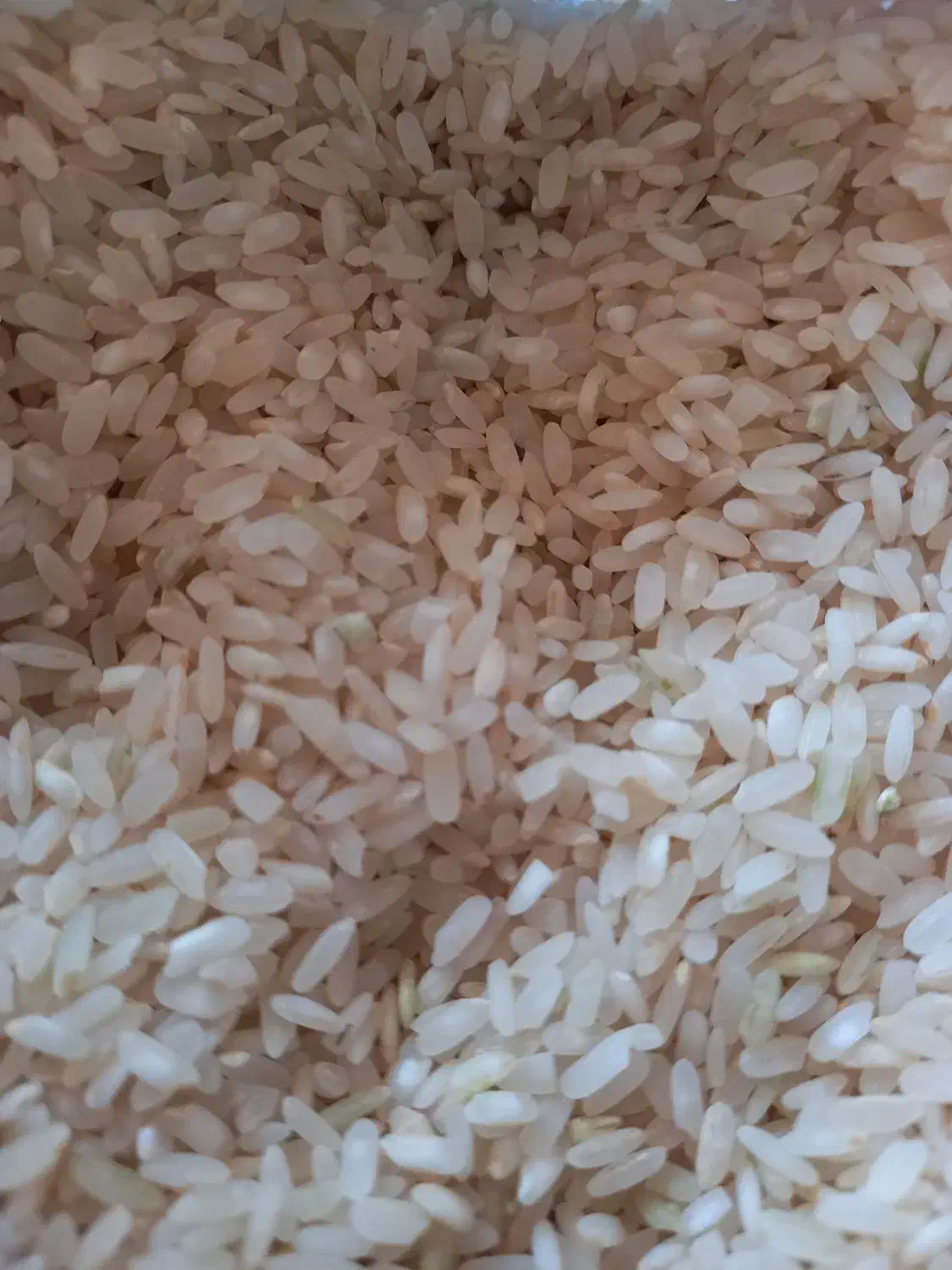 برنج کامفیروری و خرده برنج کامفیرور و فجر|خوردنی و آشامیدنی|شیراز, میانرود|دیوار