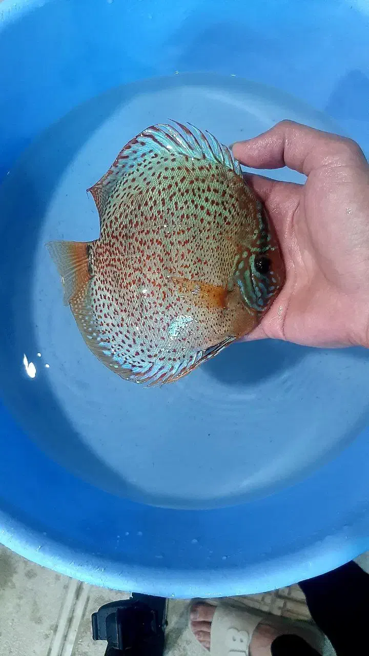 دیسکس از سایز ۲ اینچ تا اورسایز|ماهی|اصفهان, ابر|دیوار