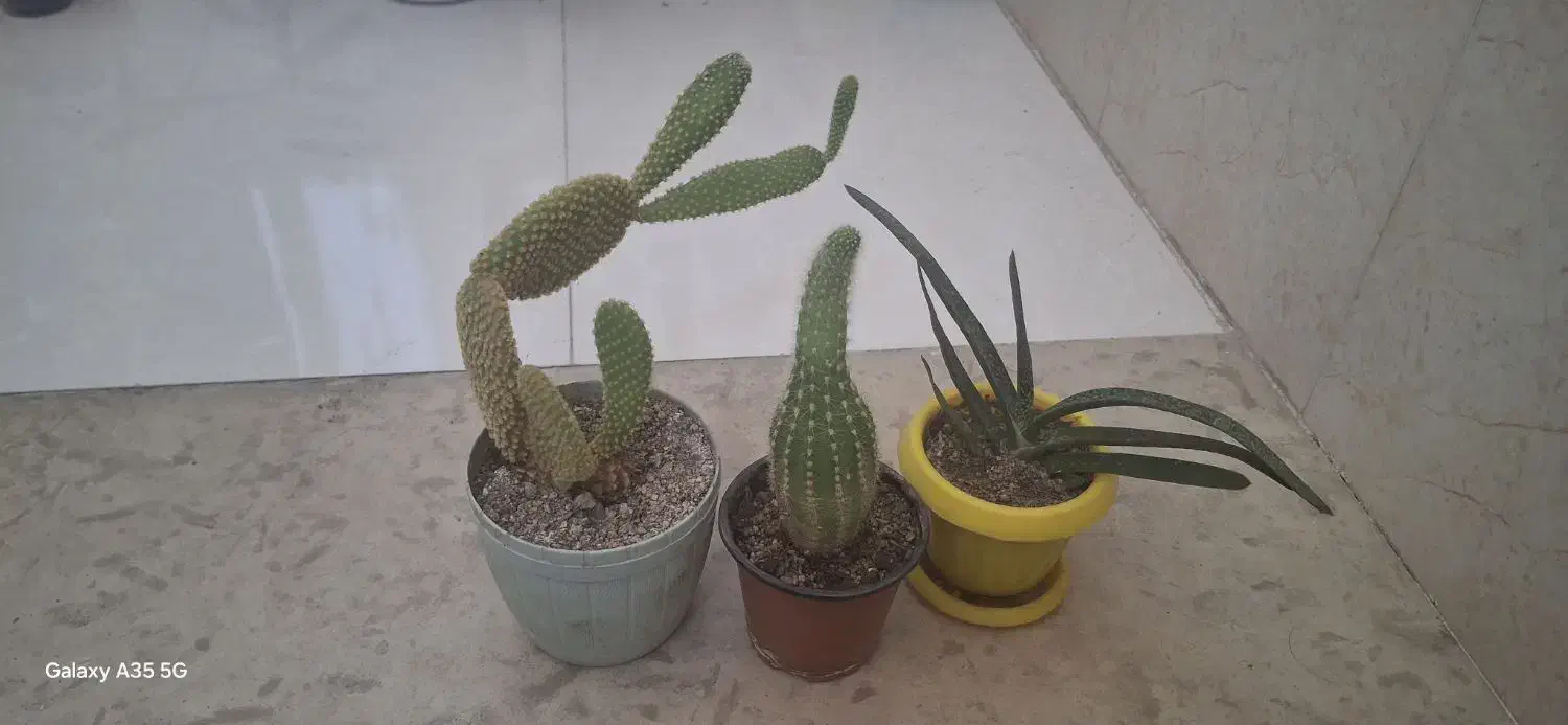 گل کاکتوس آپارتمانی|گل و گیاه طبیعی|سقز, |دیوار