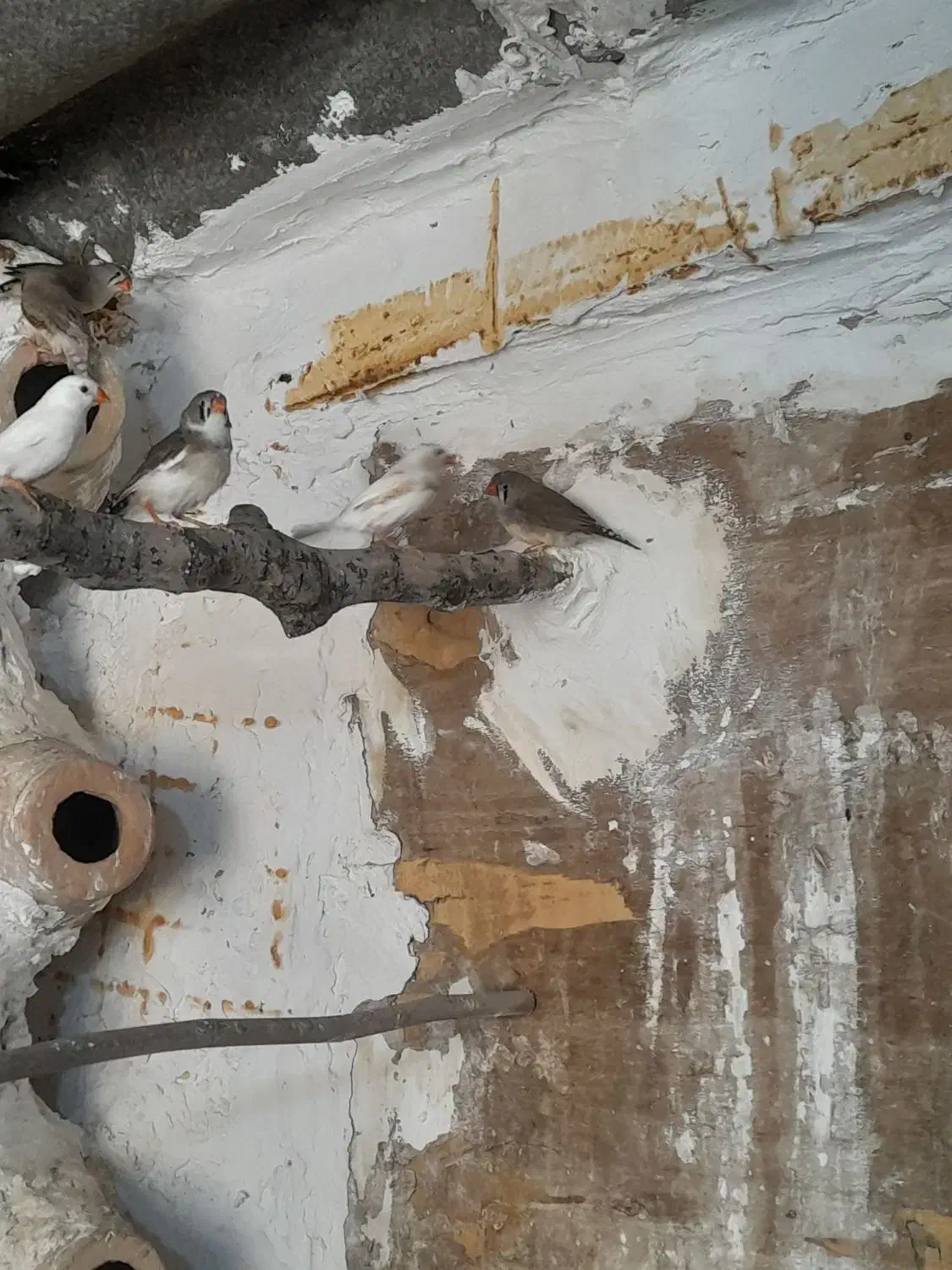 فنج مولد|پرنده|بندر ترکمن, |دیوار