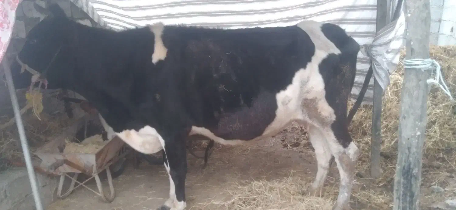 فروش فوقولاده|حیوانات مزرعه|تالش, طولارود|دیوار