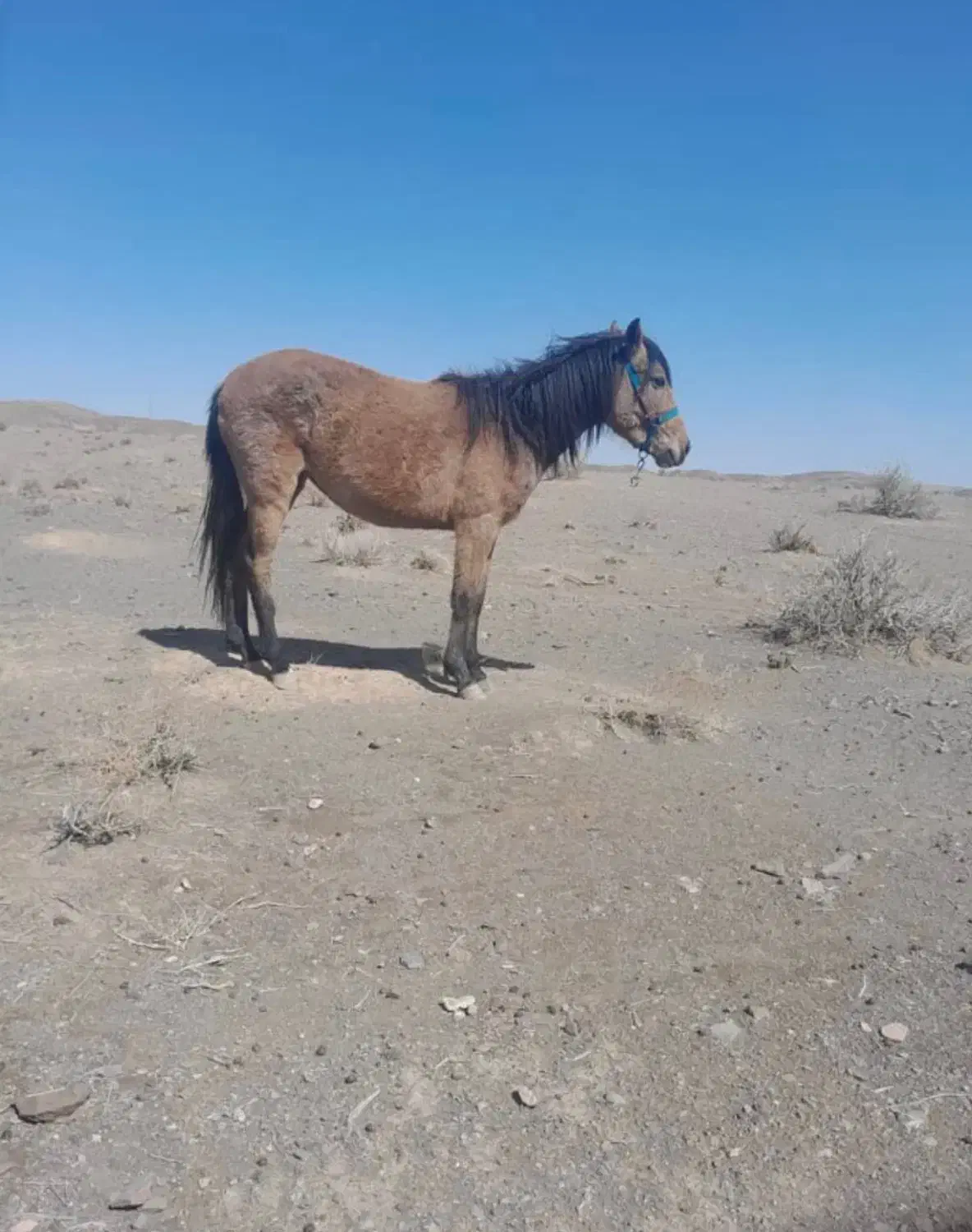 کره اسب مادیان|اسب و تجهیزات اسبسواری|مهدی شهر, |دیوار