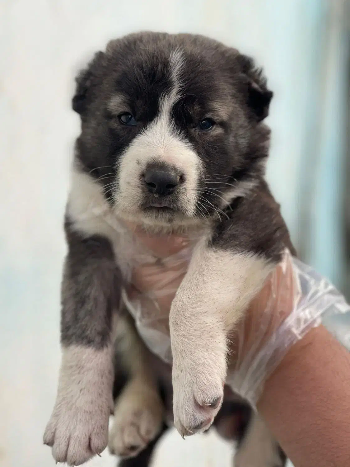 توله آلابای روس درشت هیکل سگ آلابای|سگ|محمدشهر, همایون ویلا|دیوار