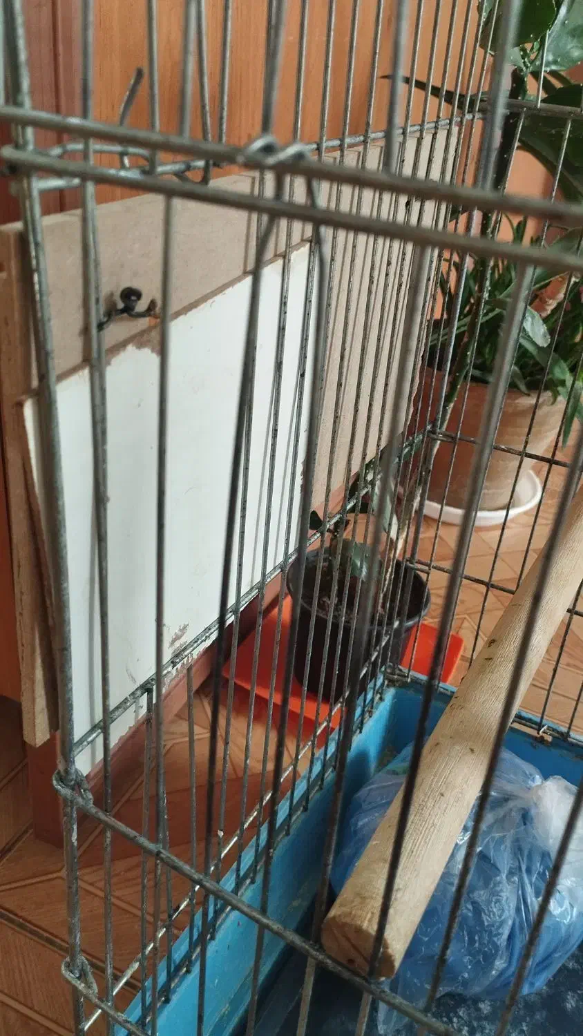 قفس پرنده|لوازم جانبی حیوانات|صحنه, |دیوار