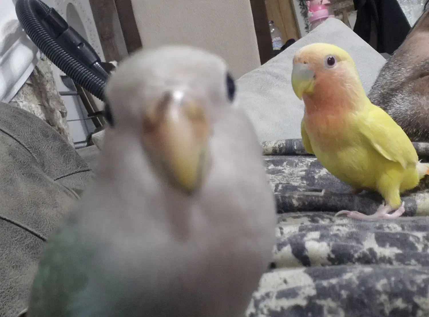 طوطی کوتوله|پرنده|بابلسر, |دیوار