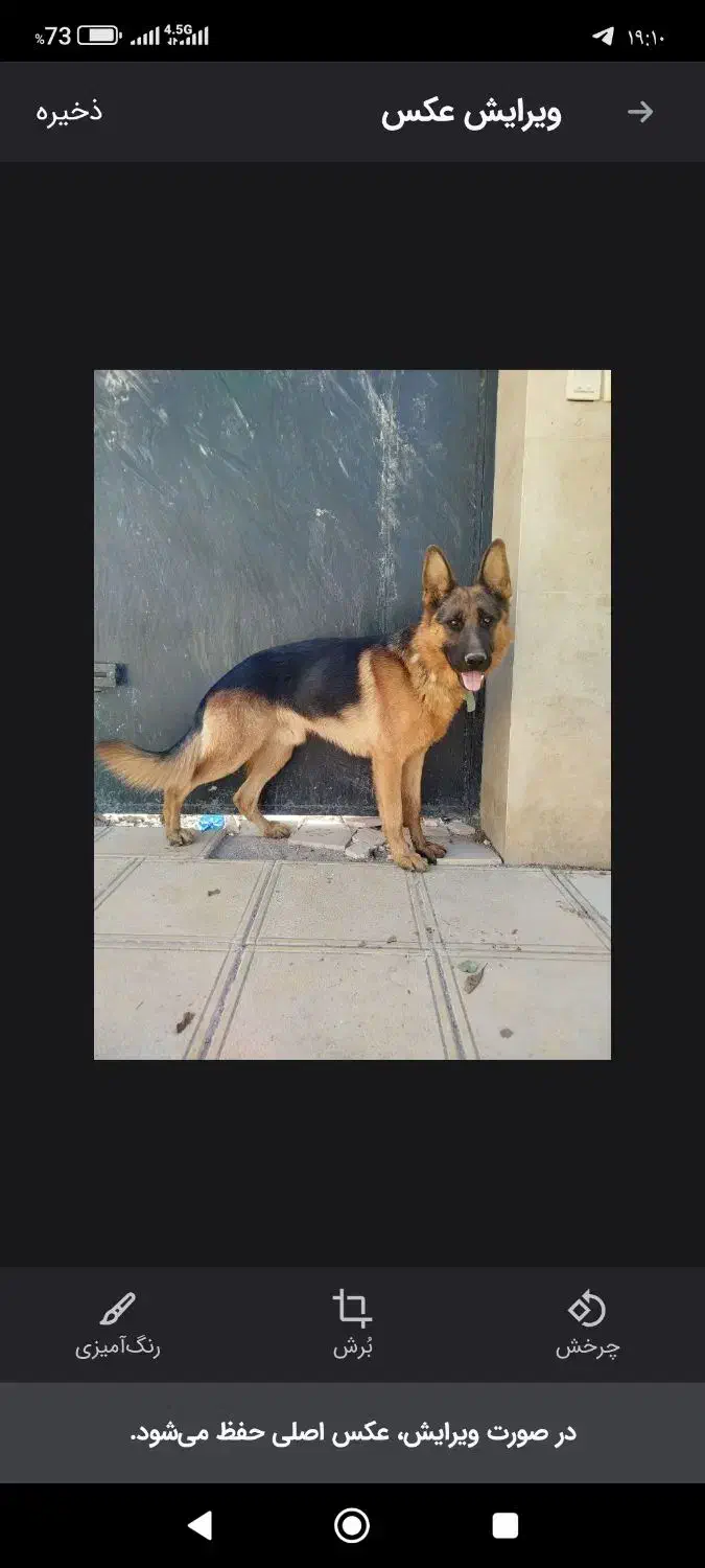 جفت ژرمن شپرد نر و مادع|سگ|تهران, امیریه|دیوار