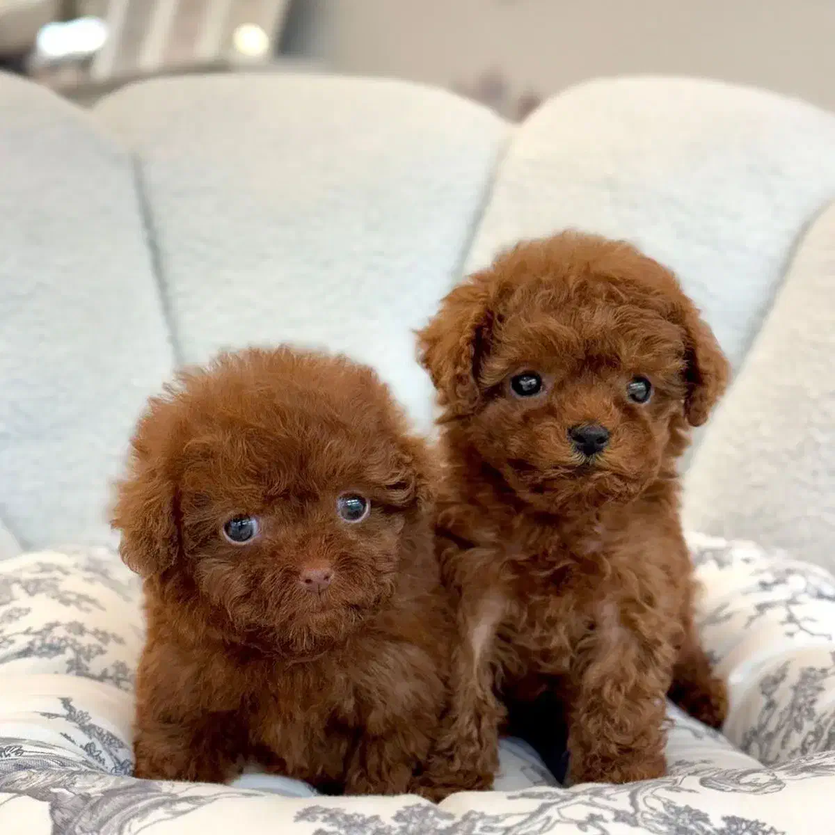 توله سگ توی پودل رد سایز تاینی|سگ|تهران, وردآورد|دیوار