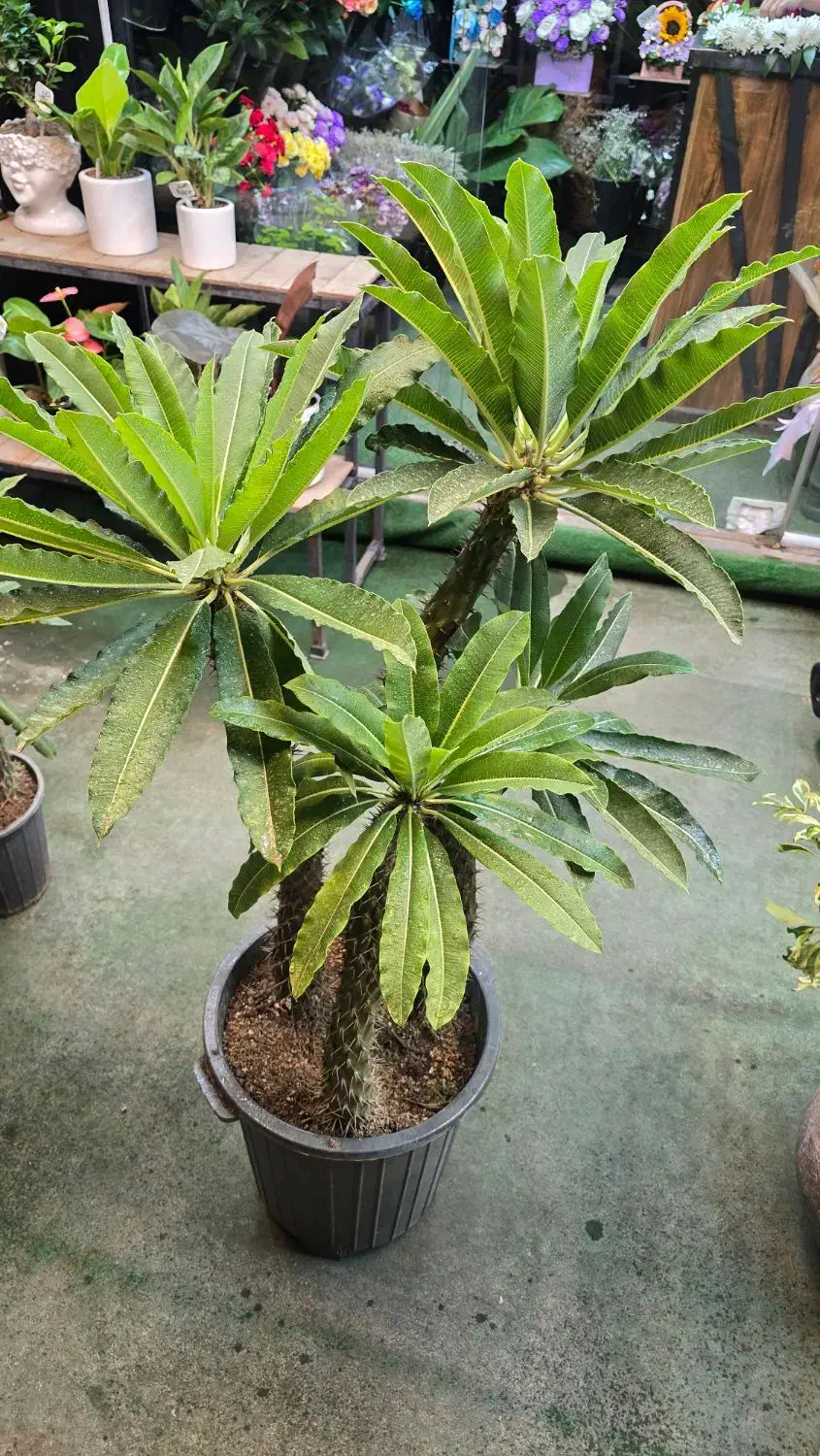 کار خدمات گلفروشی|استخدام خدمات فروشگاه و رستوران|ساری, |دیوار