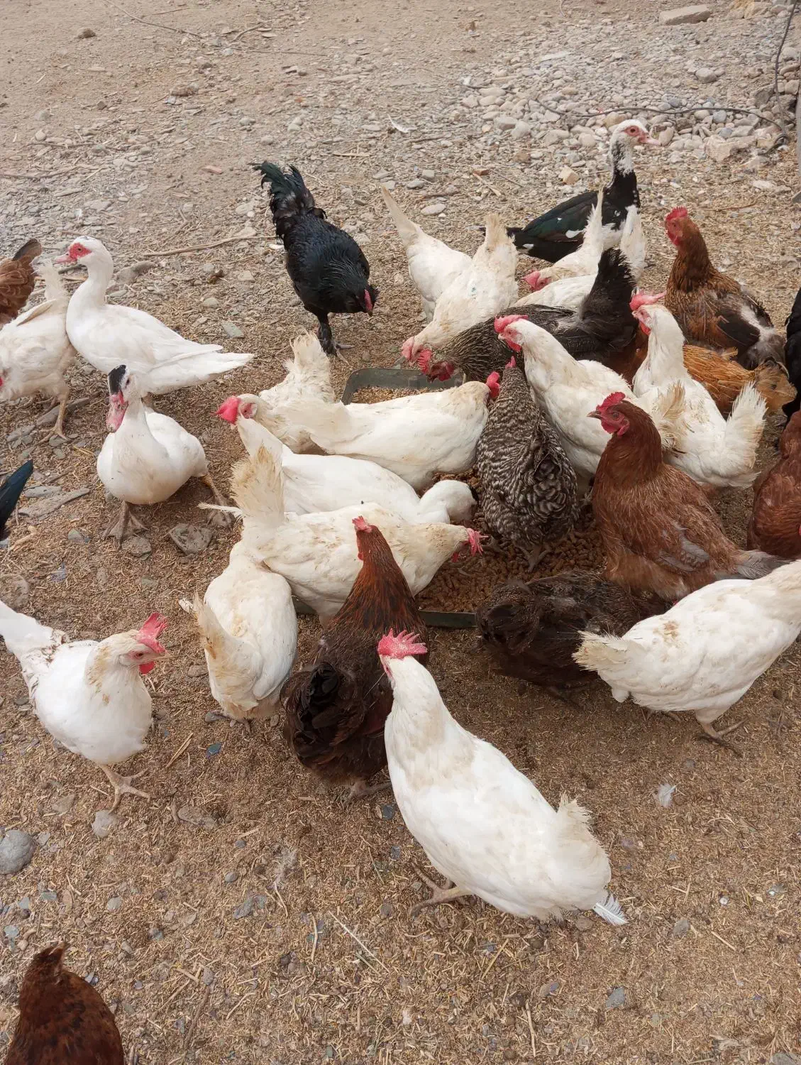 مرغ و خروس و اردک مسکویی..سانن|حیوانات مزرعه|مشهد, چهاربرج|دیوار