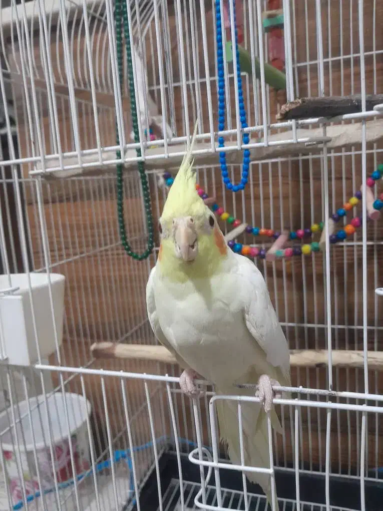 عروس هلندی نر|پرنده|کرج, حیدرآباد|دیوار