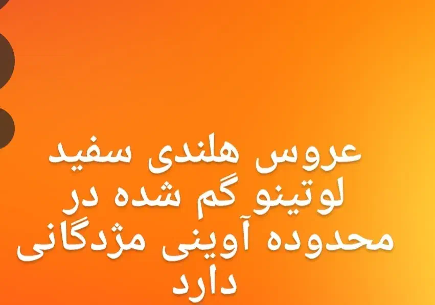 عروس هلندی گم شده|حیوانات|جعفرآباد, |دیوار