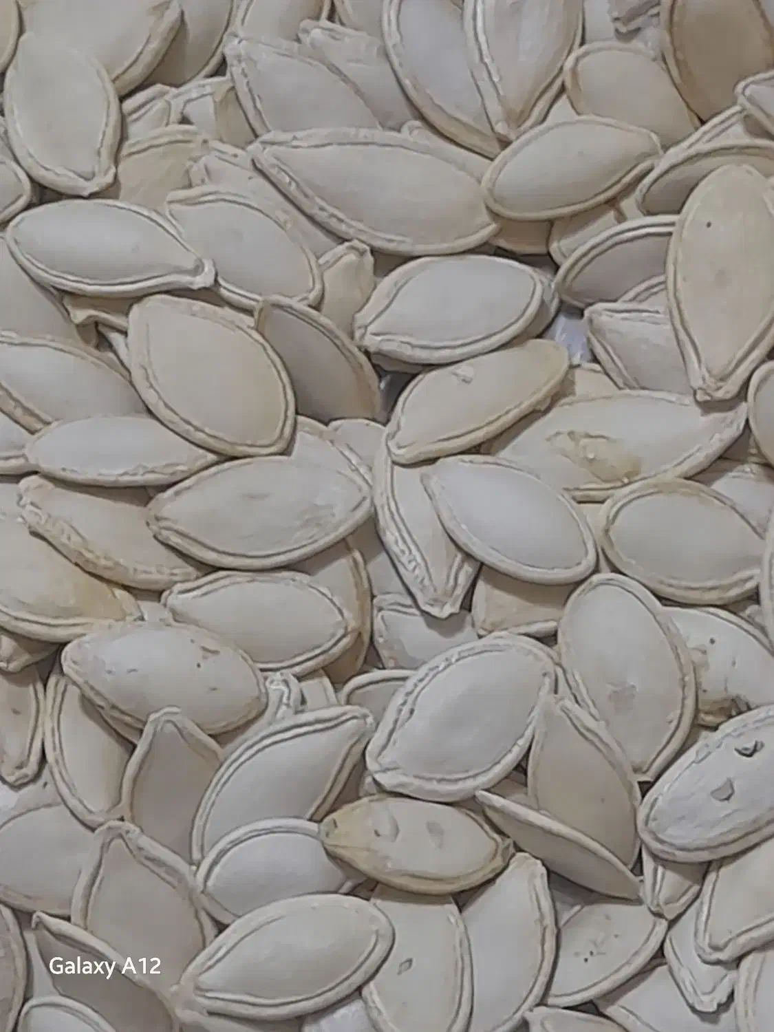 کدوخامدرجهیک|حراج|دهگلان, |دیوار