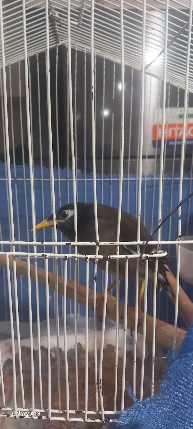 مرغ مینا|پرنده|بندرعباس, |دیوار