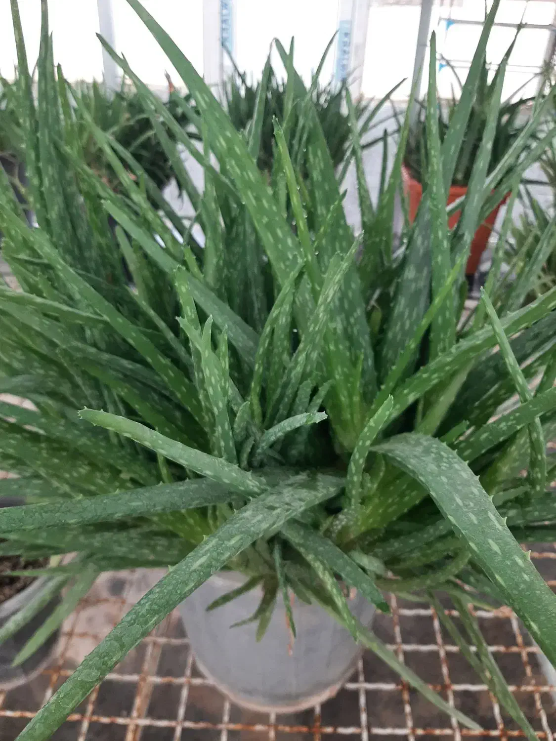 گیاه دارویی|آرایشی، بهداشتی، درمانی|اردبیل, |دیوار