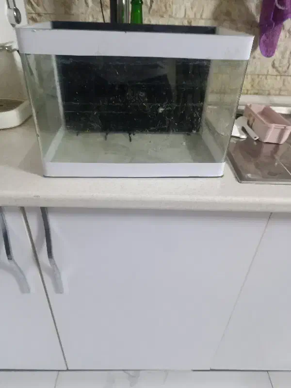 اکواریوم|ماهی|مشهد, نیروی هوایی|دیوار