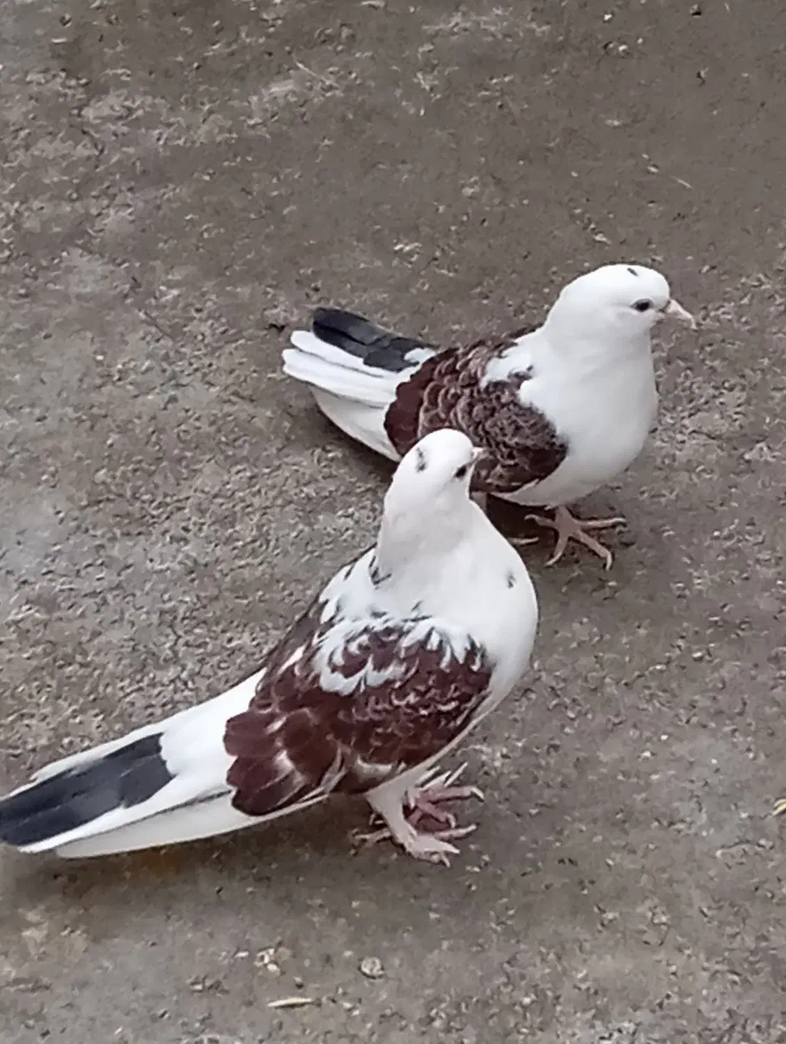 گمشده|حیوانات|ساوه, |دیوار