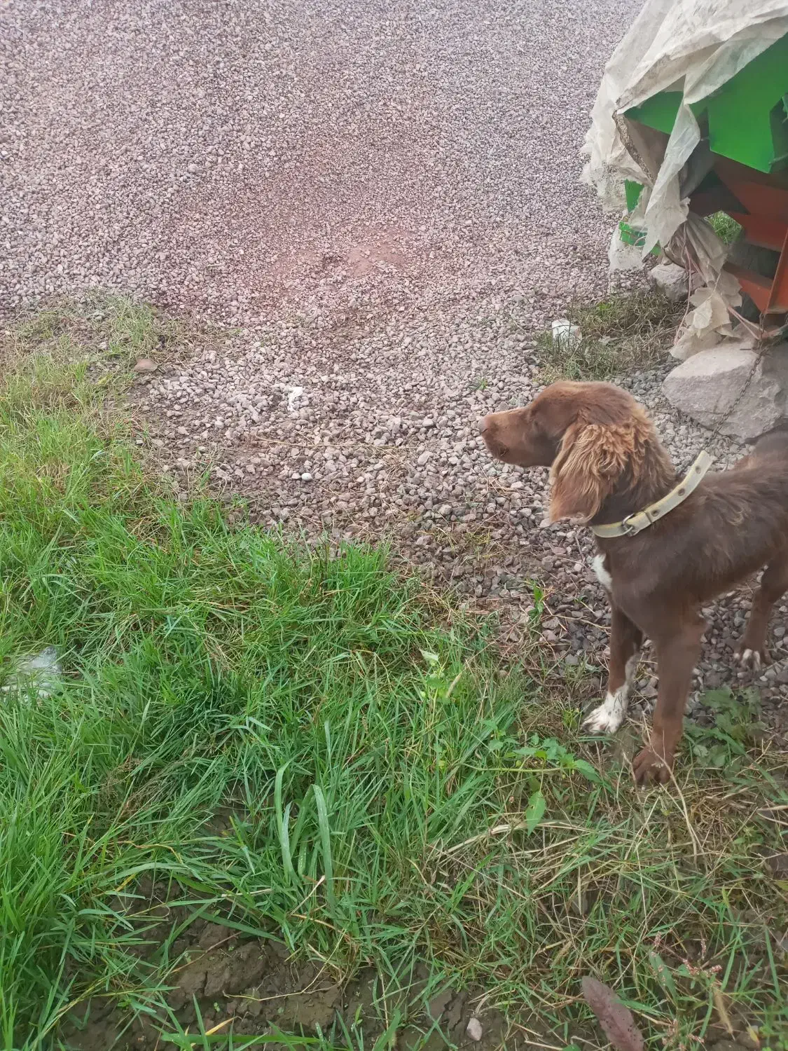 توله شکاری ماده|سگ|سیاهکل, |دیوار