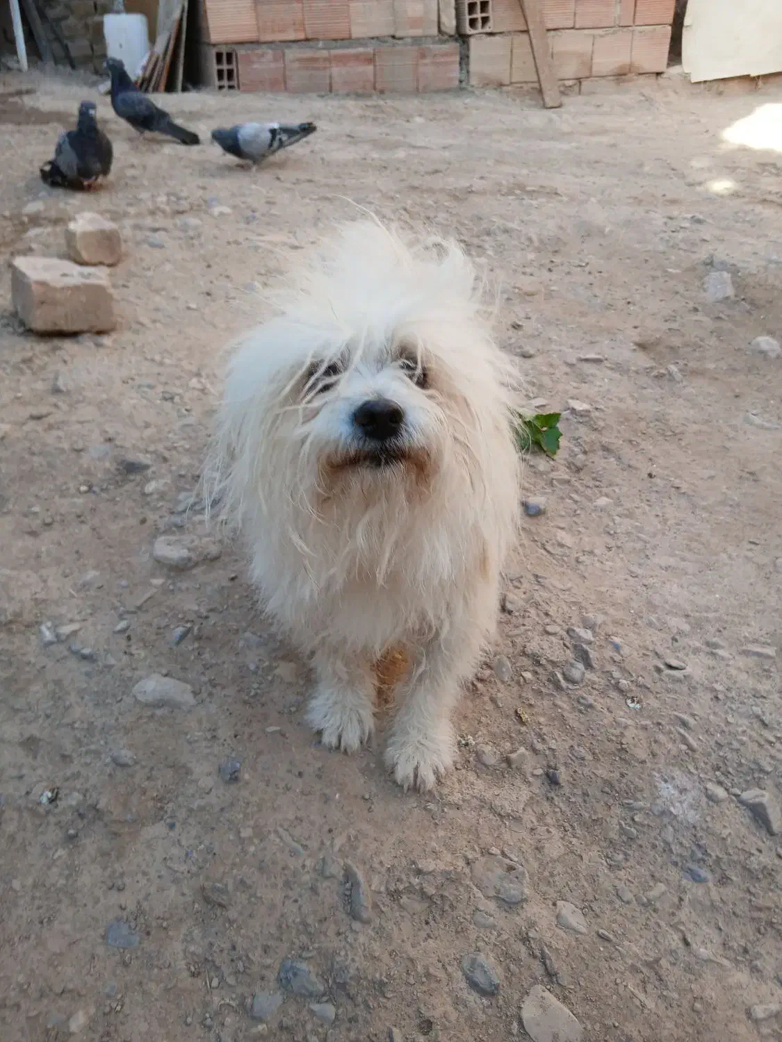 گمشده سگ|حیوانات|بم, |دیوار