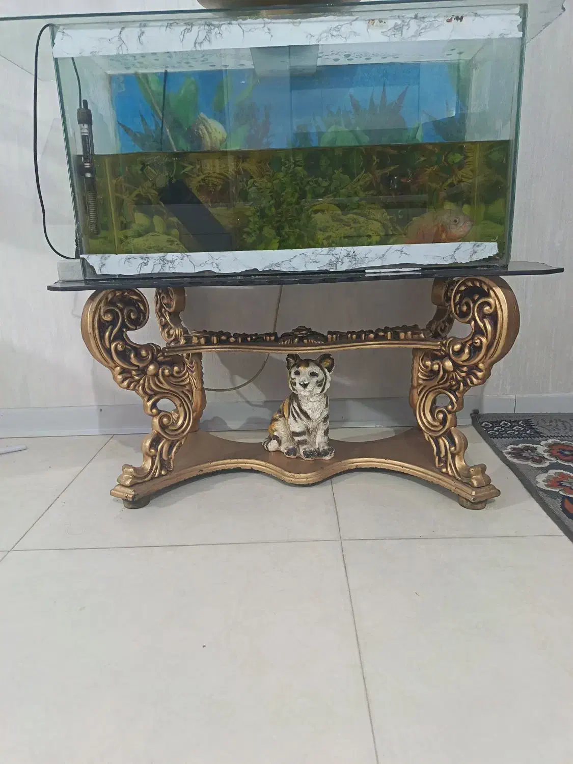 آکواریوم و ماهی اسکار|ماهی|چناران, |دیوار