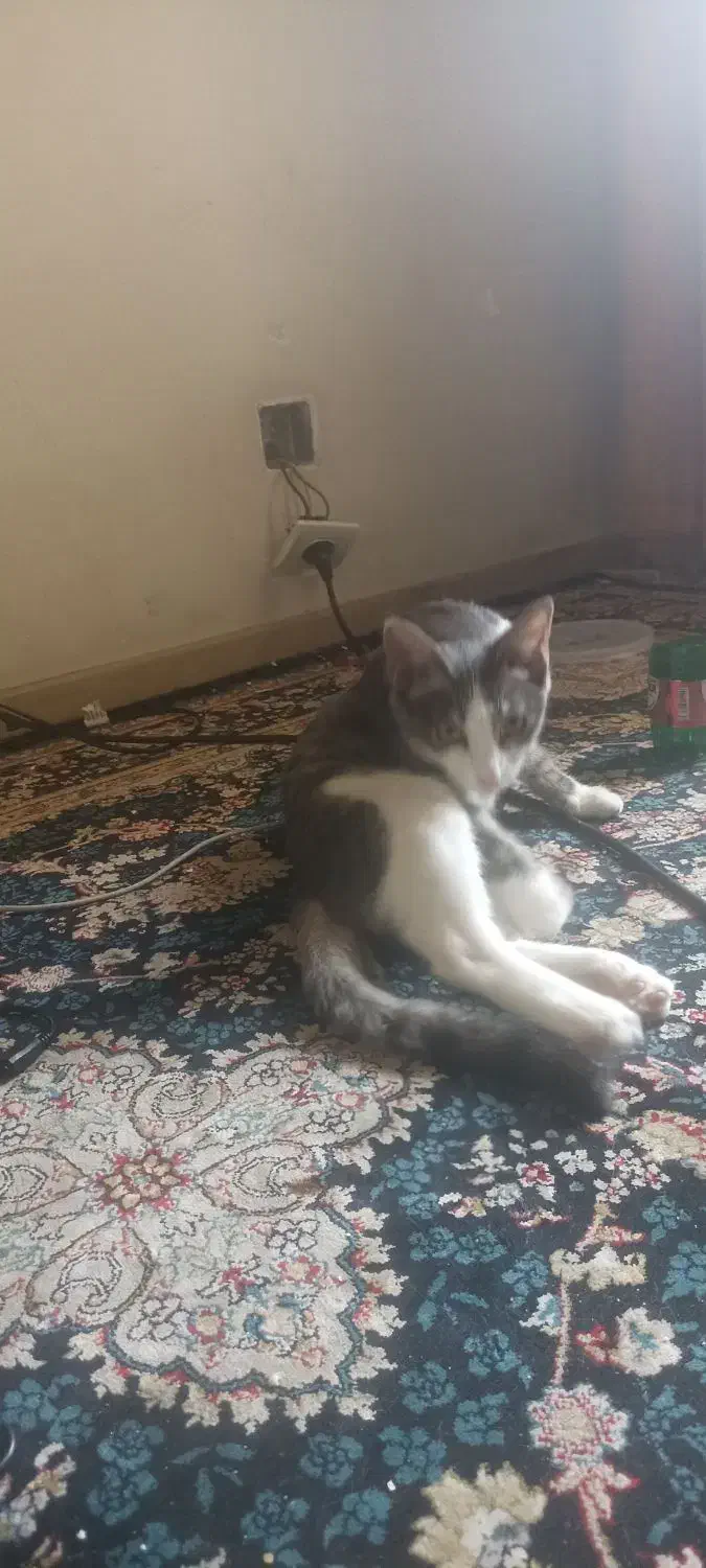 گربه خونگی گمشده با مژدگانی|حیوانات|رباط‌کریم, مسکن مهر آبشناسان|دیوار