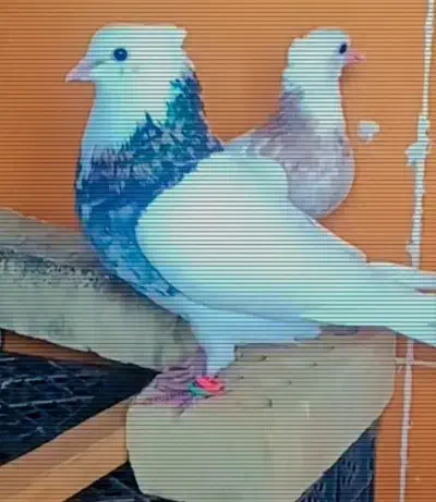 دوتا طوقی هستن هفت رنگ نر و طوقی قهویی ماده|پرنده|اهواز, شهرک اندیشه|دیوار