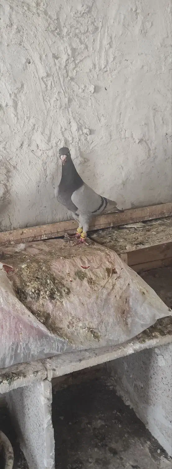 کاغذی نر|پرنده|قزوین, |دیوار