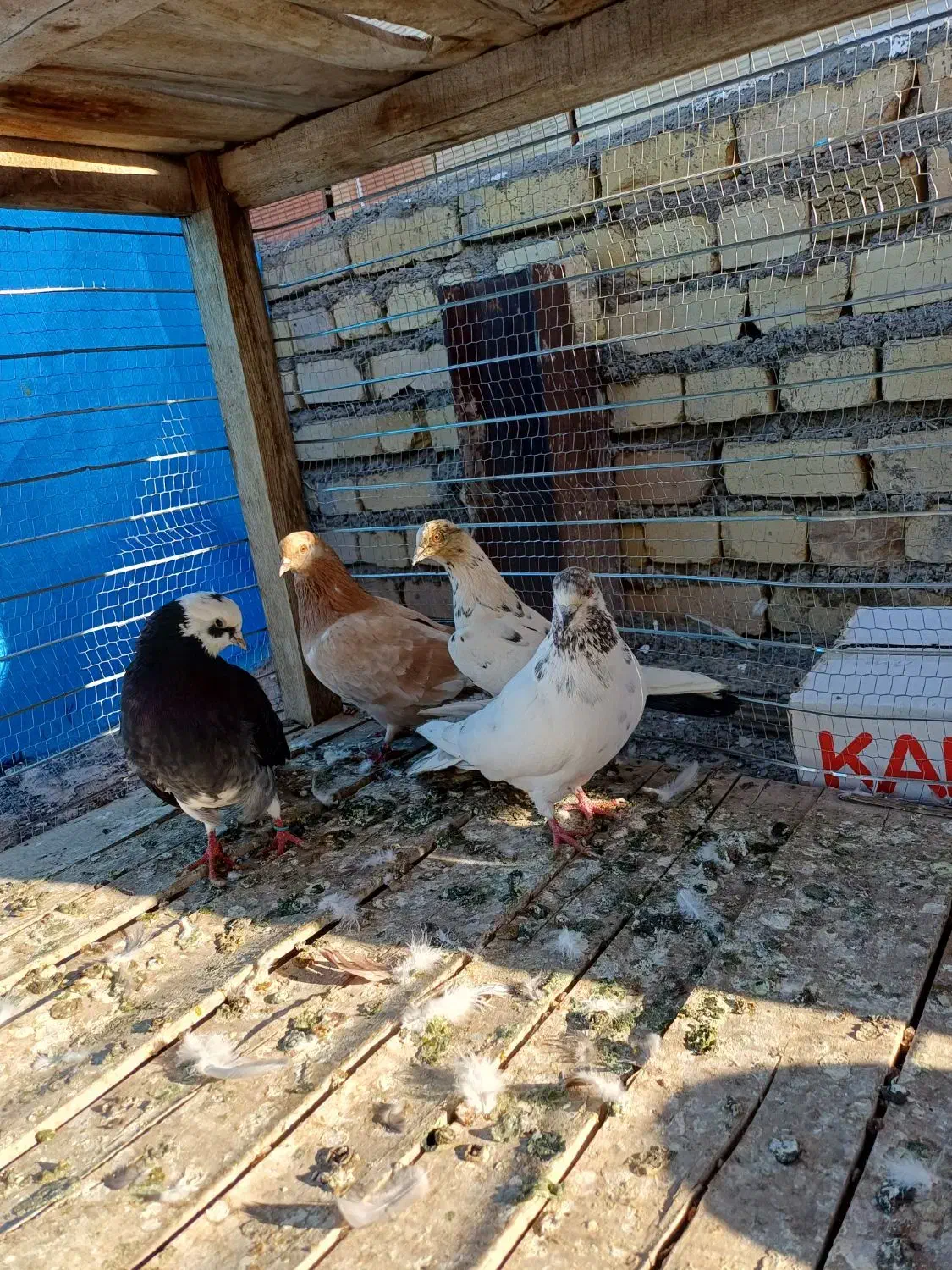 کبوتر|پرنده|شاهرود, |دیوار