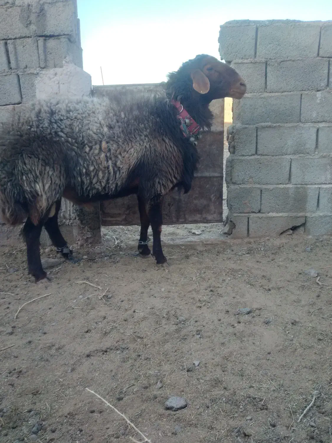 بره قوچ|حیوانات مزرعه|فردوس (خراسان), |دیوار