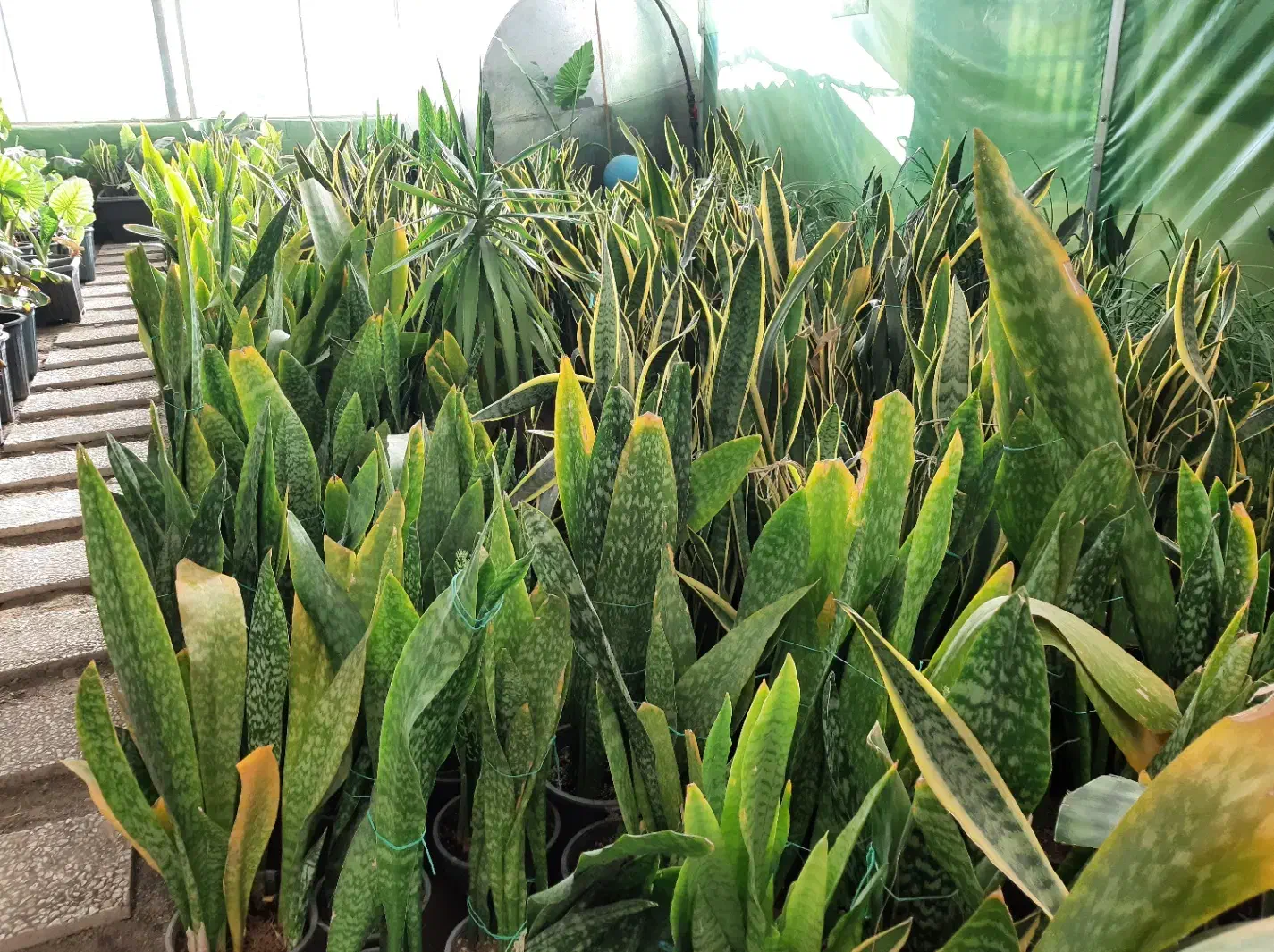 فروش گل و گیاه زینتی|گل و گیاه طبیعی|قدس, شهرقدس|دیوار