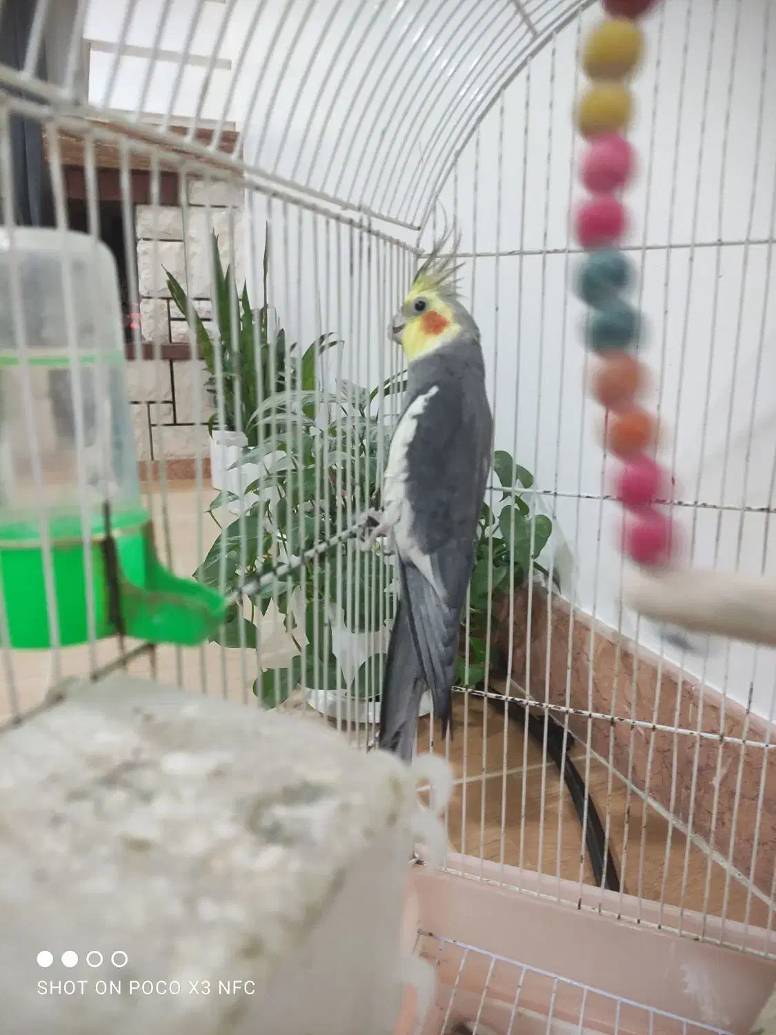 عروس هلندی|پرنده|مینودشت, |دیوار