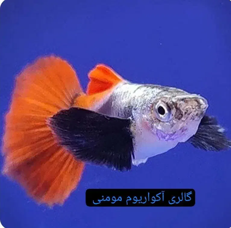 گالری آکواریوم مومنی ماهی تگزاس|ماهی|نیشابور, امام|دیوار