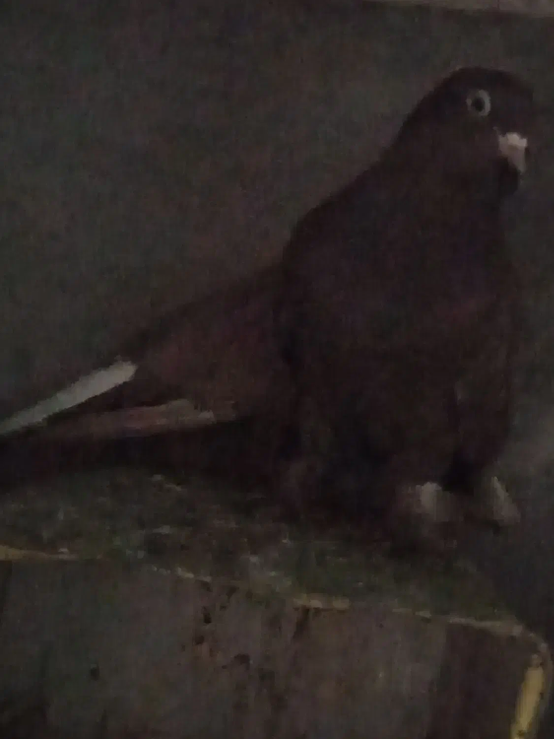 نرماده|پرنده|کرمان, |دیوار