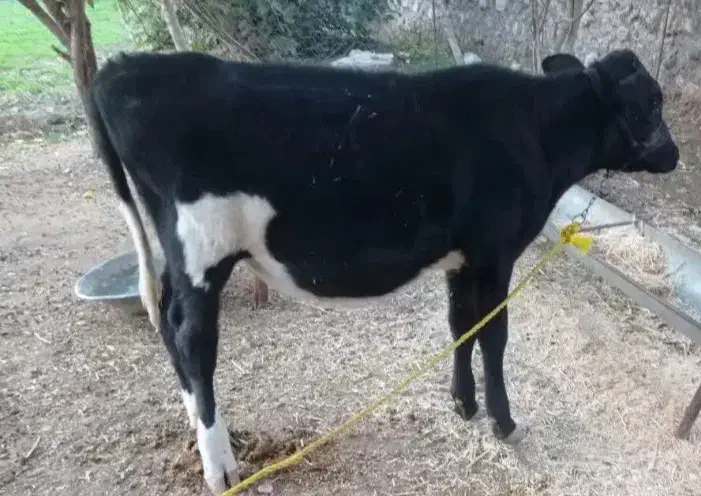 گوساله|حیوانات مزرعه|سرپل ذهاب, |دیوار