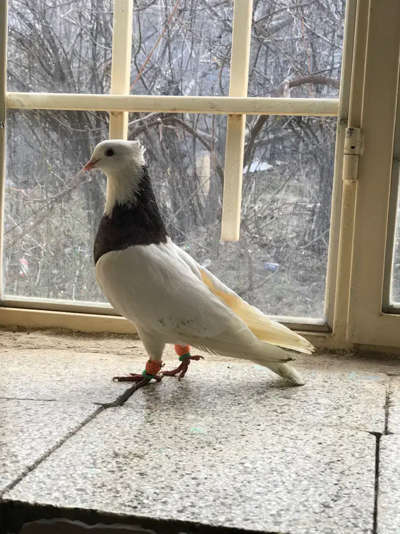 کفتر طوقی|پرنده|آشخانه, |دیوار