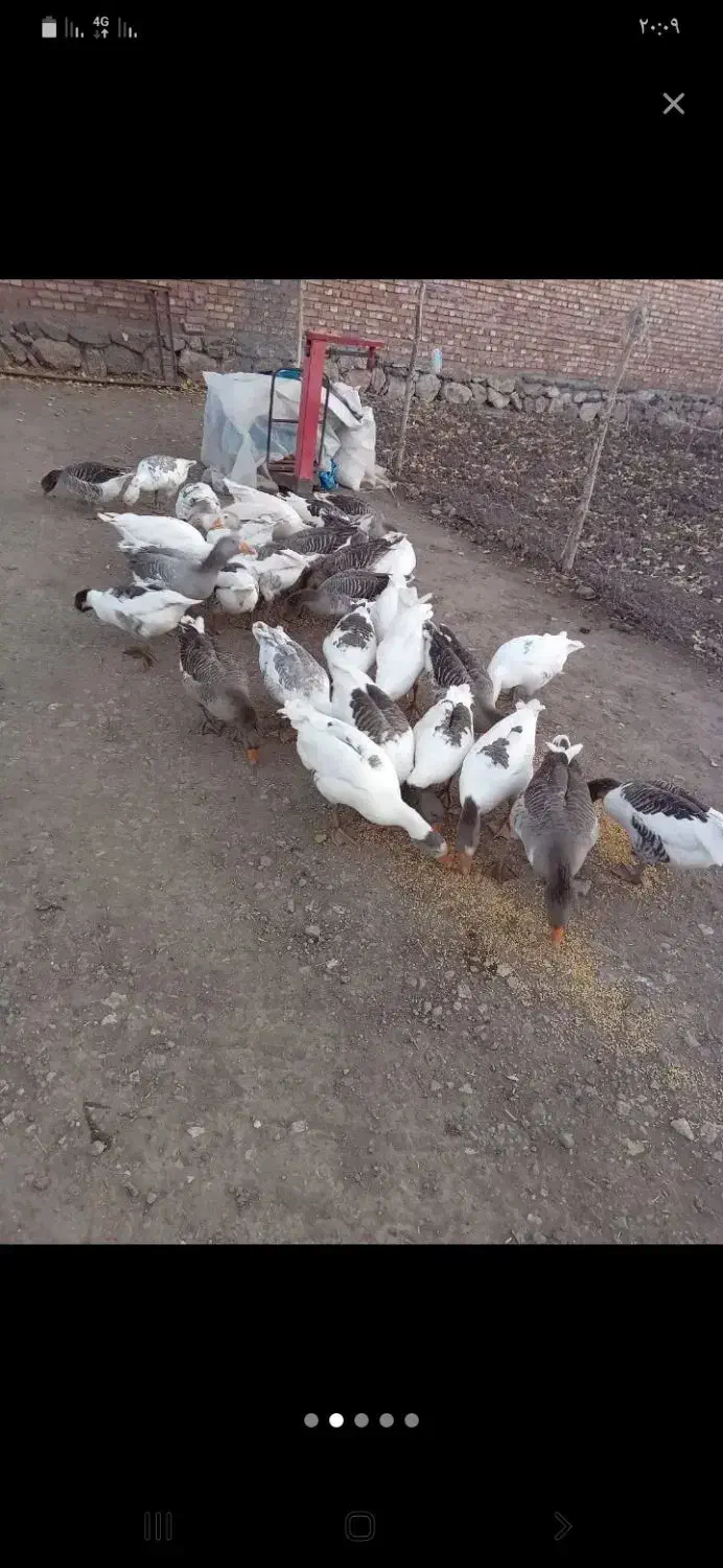 غاز‌محلی زنده و پرکنده درخدمتیم|حیوانات مزرعه|ماکو, |دیوار