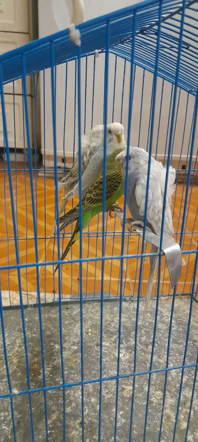 مرغ عشق فری ومعمولی|پرنده|مشهد, قائم|دیوار