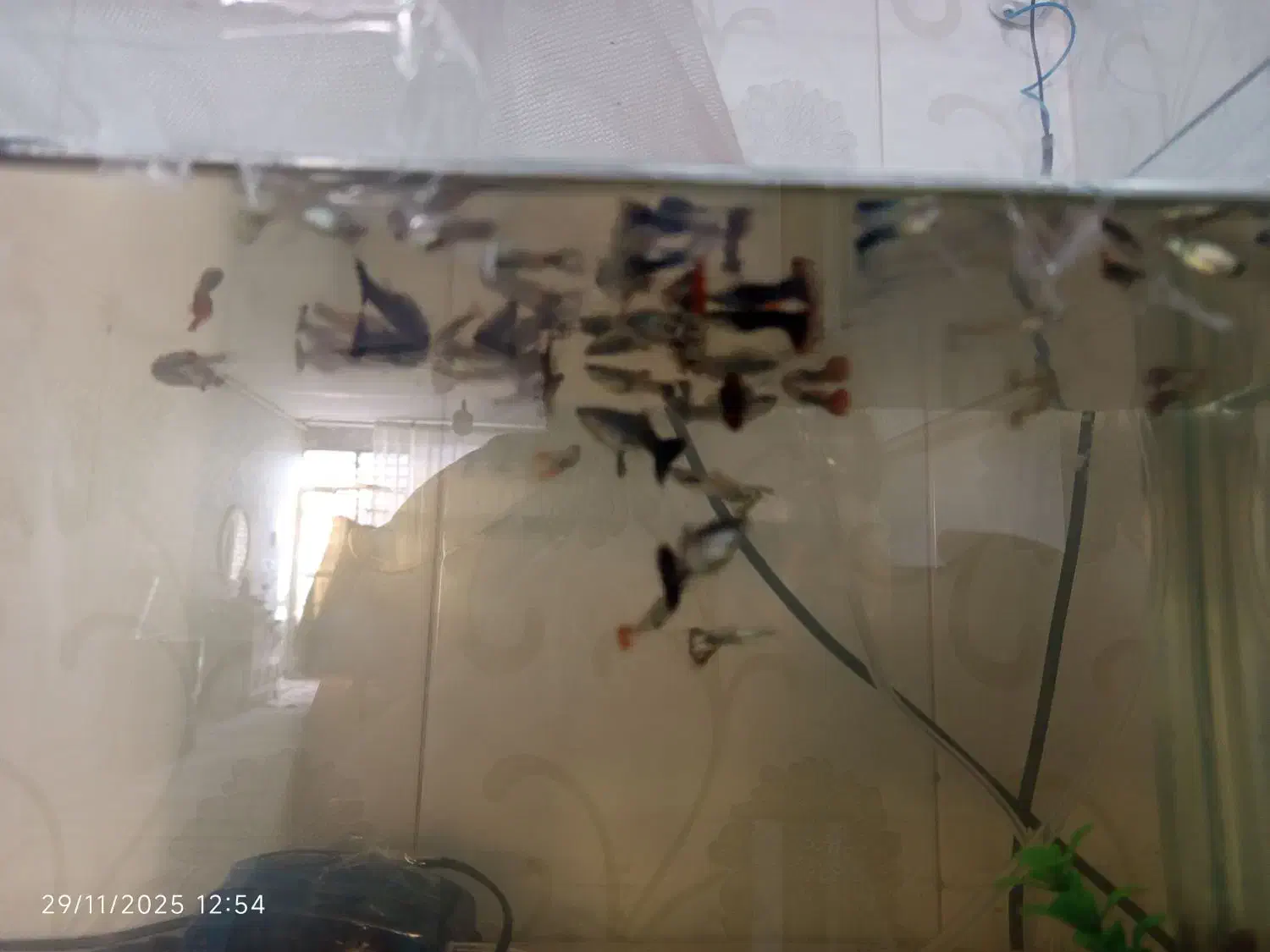 ماهی کوپی زیاد بفروش می‌رسد|ماهی|چناران, |دیوار