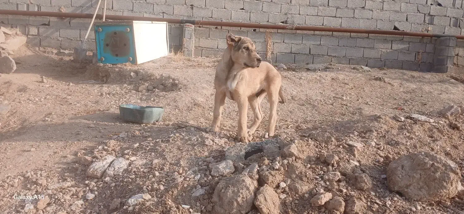 واگذاری توله ۲ماهه|سگ|سراجو, |دیوار