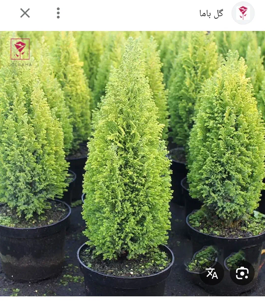 باغبانی صفرتاصد|خدمات باغبانی و درختکاری|گنبد کاووس, |دیوار