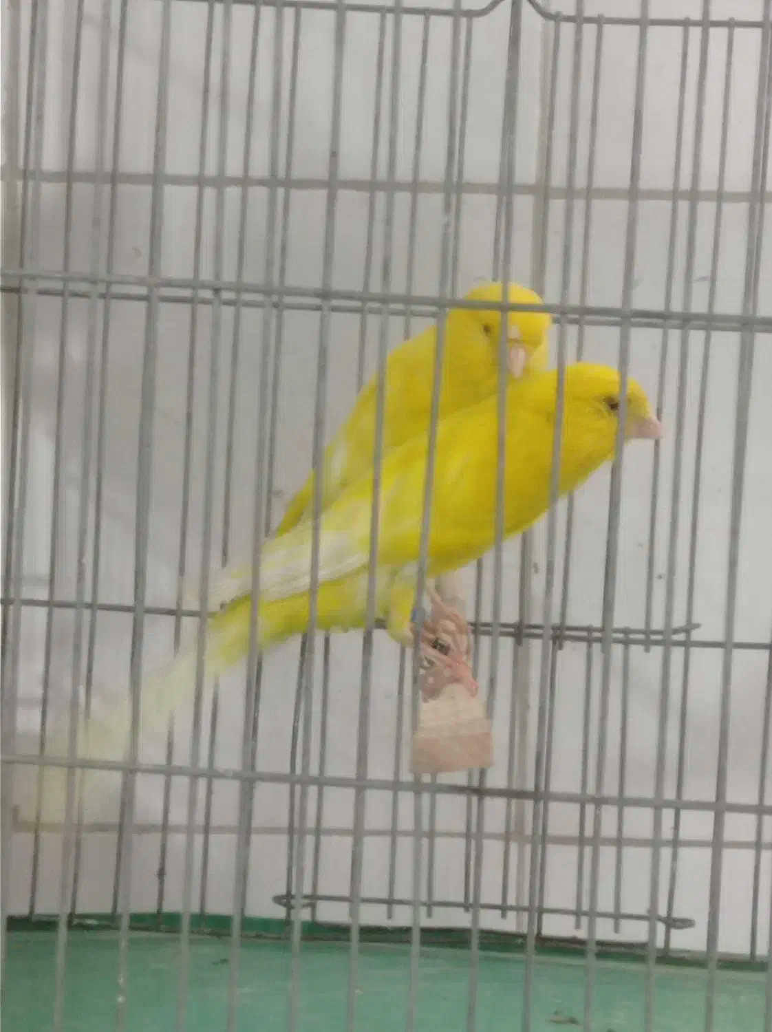 رسمی بلند|پرنده|اصفهان, شهرک ولیعصر|دیوار