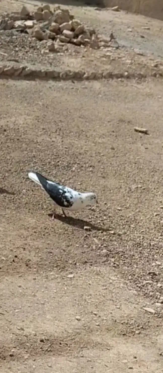 کبوتر|پرنده|ایجرود, |دیوار