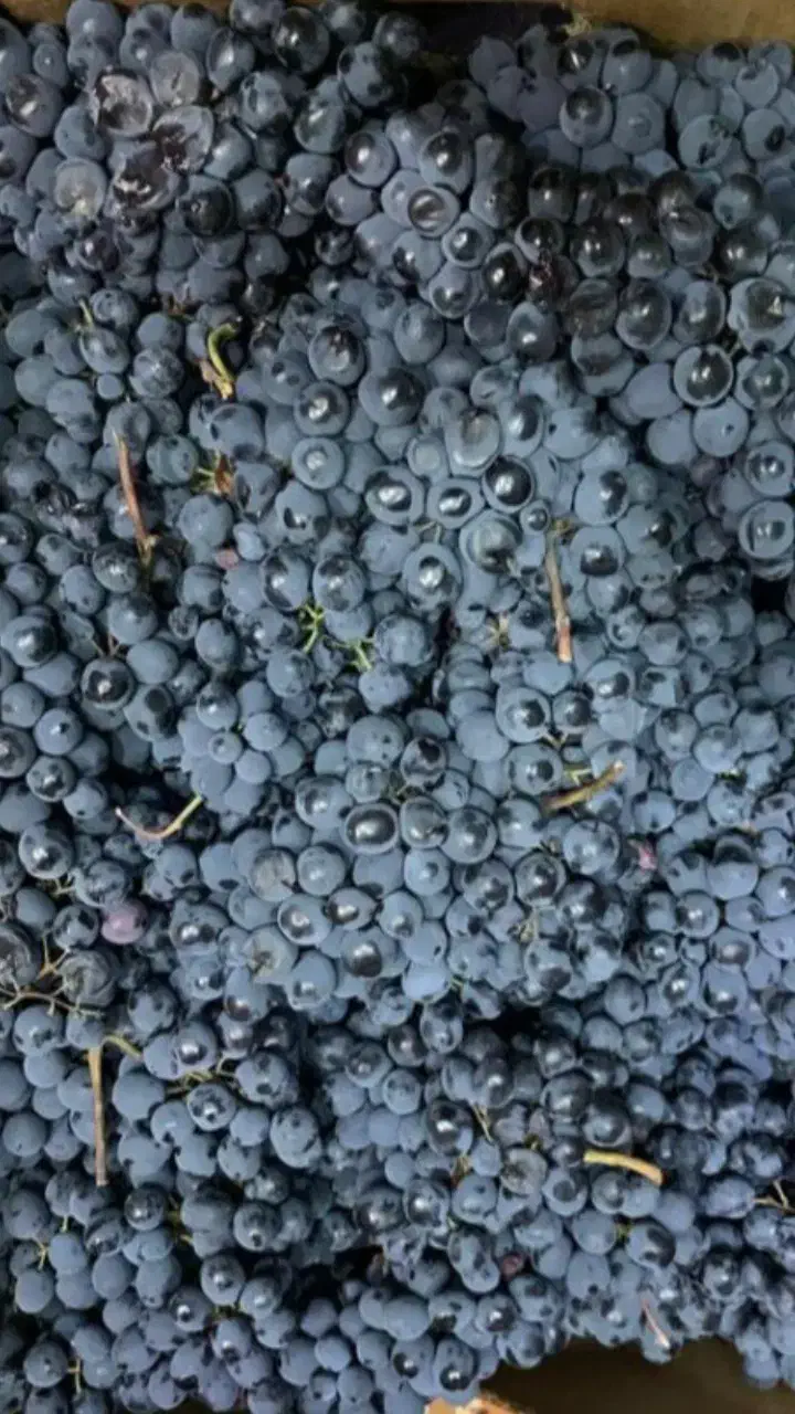 انگور دیم سردشت نمونه استثنائی|خوردنی و آشامیدنی|مشهد, رسالت|دیوار