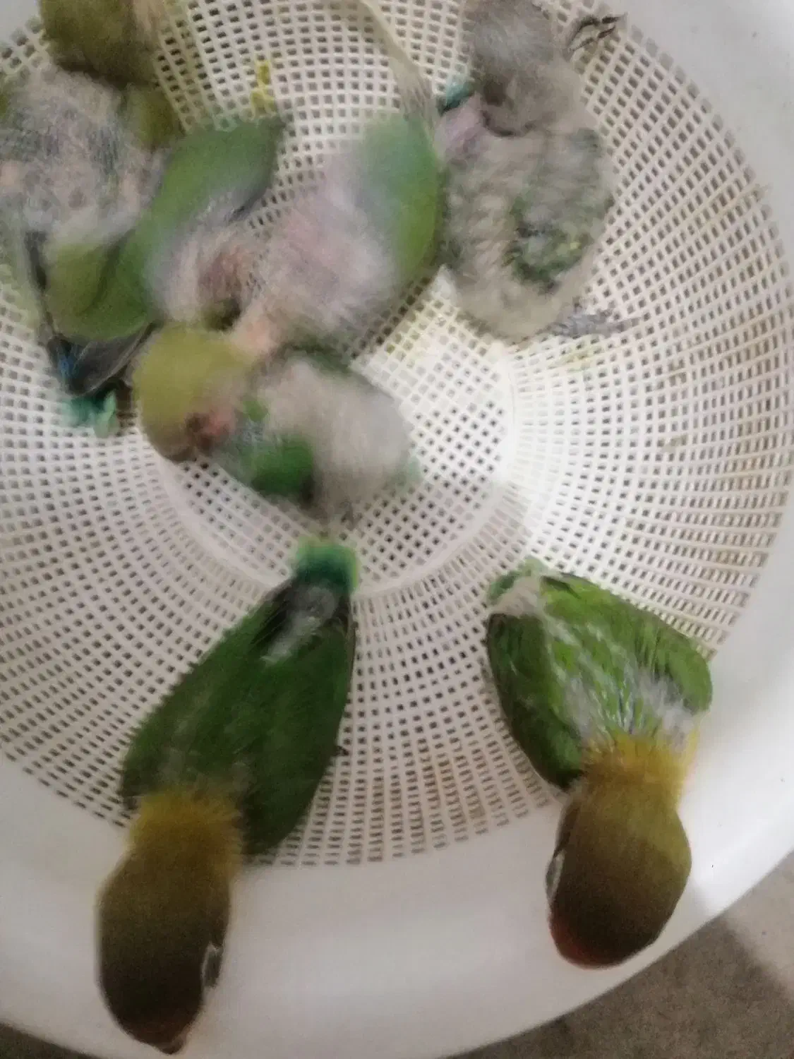 طوطی کوتوله برزیلی آماده دستی کردن|پرنده|سیرجان, |دیوار