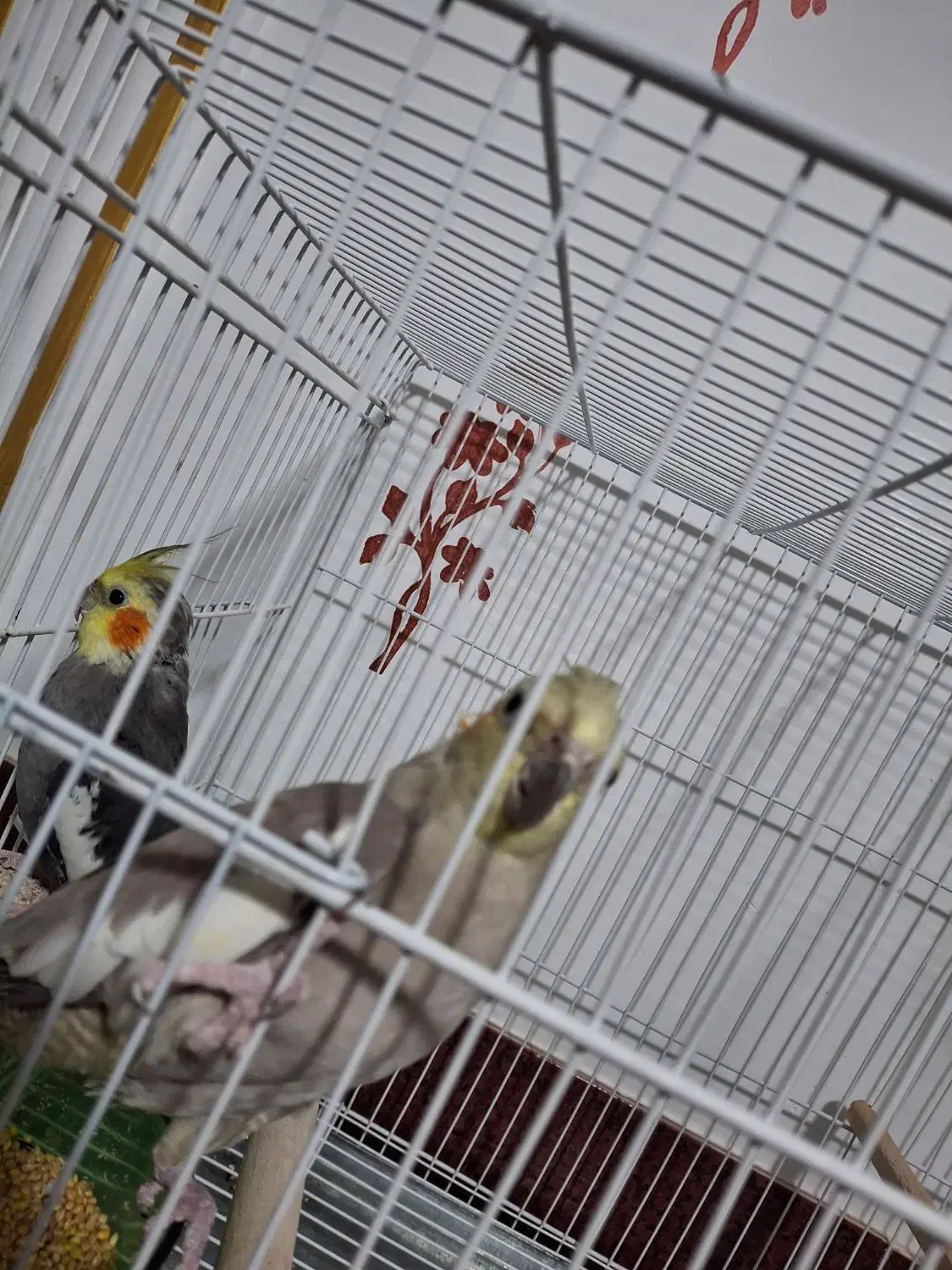 پرنده عروس هلندی جفت سیامون اهویی سخنگولوتینوکوتول|پرنده|بیرجند, |دیوار